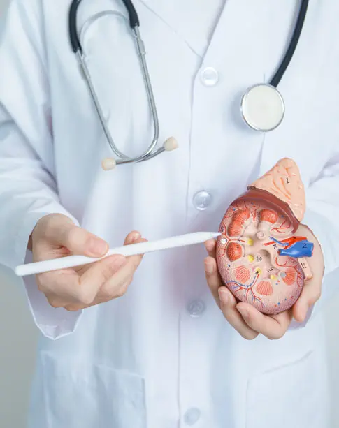 Piedras en los Riñones - Alivio Efectivo con Dr. René Zamora