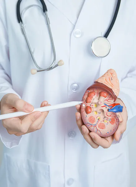 puntero_medico_rinon_urologo_rene_zamora_queretaro_438x600 Medico con bata blanca apunta modelo de rinon con puntero para explicar calculos renales durante consulta en Queretaro.