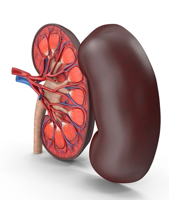 Ilustracion anatomica del riñon mostrando estructura interna relacionada con cancer de riñon
