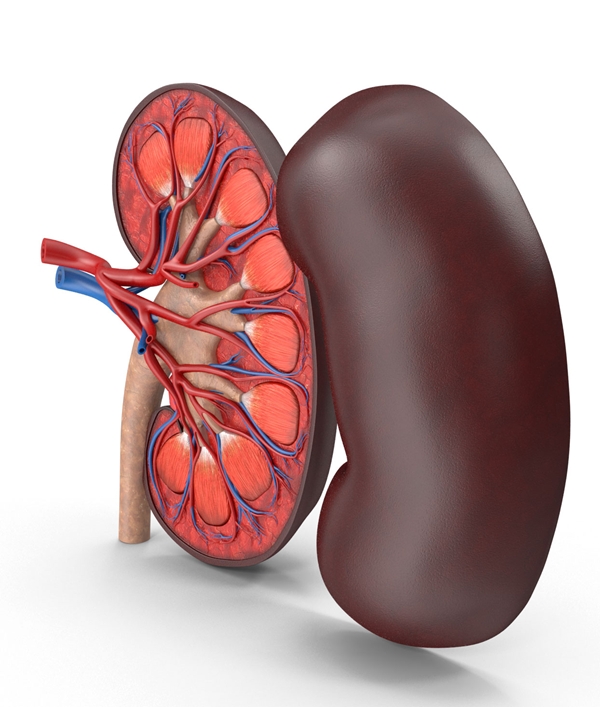 Ilustracion anatomica del riñon mostrando estructura interna relacionada con cancer de riñon