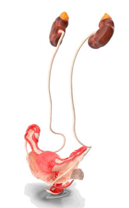 cistitis_sistema_urinario_femenino_infeccion_vias_urinarias_queretaro_436x700 Ilustracion del sistema urinario femenino mostrando infeccion de vias urinarias asociada a cistitis